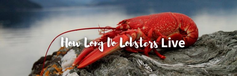 how long can lobster live