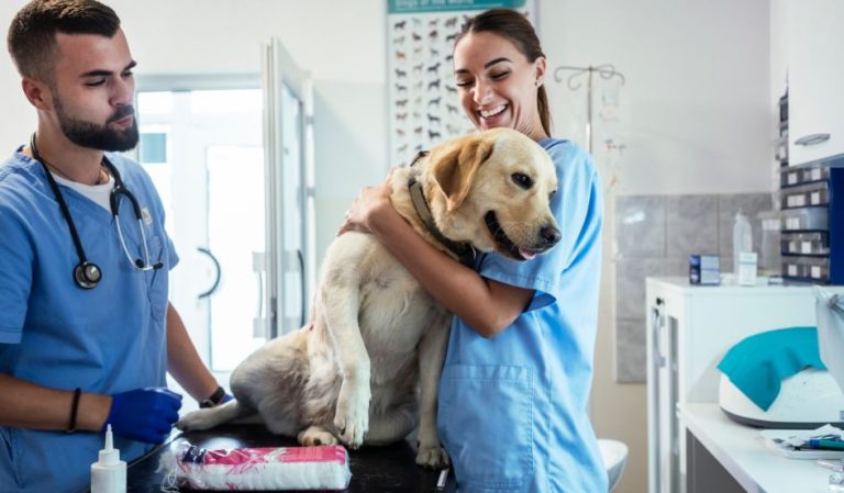 Unlock Your Dream Career: Vet Tech Jobs Hiring Near Me — The Ultimate Guide to Landing the Perfect Role! vet tech jobs hiring near me